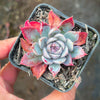 Echeveria 'Hyalina Surprise'