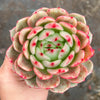Echeveria 'Monroe Chanel' - Korea Form