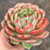 Echeveria 'Monroe Chanel' - Korea Form