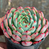 Echeveria Pipa Fairy - KOREA FORM