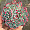 Echeveria Pipa Fairy - KOREA FORM