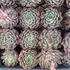 Echeveria Pipa Fairy - KOREA FORM