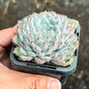 Echeveria setosa var. deminuta