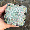 Echeveria setosa var. deminuta