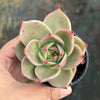 Echeveria 'Jade Star'