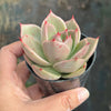 Echeveria 'Jade Star'
