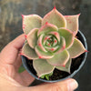 Echeveria 'Jade Star'