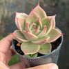 Echeveria 'Jade Star'