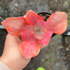 Echeveria 'Red Phoenix' Variegated