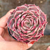 Echeveria Red Wine Queen - Korea Form