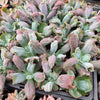 Echeveria Linguas (Bump leaf)(Young plant)(SIZE S)