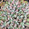 Echeveria Linguas (Bump leaf)(Young plant)(SIZE S)