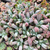 Echeveria Linguas (Bump leaf)(Young plant)(SIZE S)