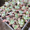 Echeveria Linguas (Bump leaf)(Young plant)(SIZE S)