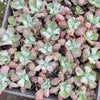Echeveria Linguas (Bump leaf)(Young plant)(SIZE S)