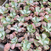 Echeveria Linguas (Bump leaf)(Young plant)(SIZE S)