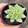Echeveria Yeonji - Korea Form