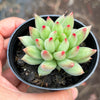 Echeveria Yeonji - Korea Form