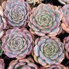 Echeveria Caroline