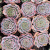 Echeveria Caroline