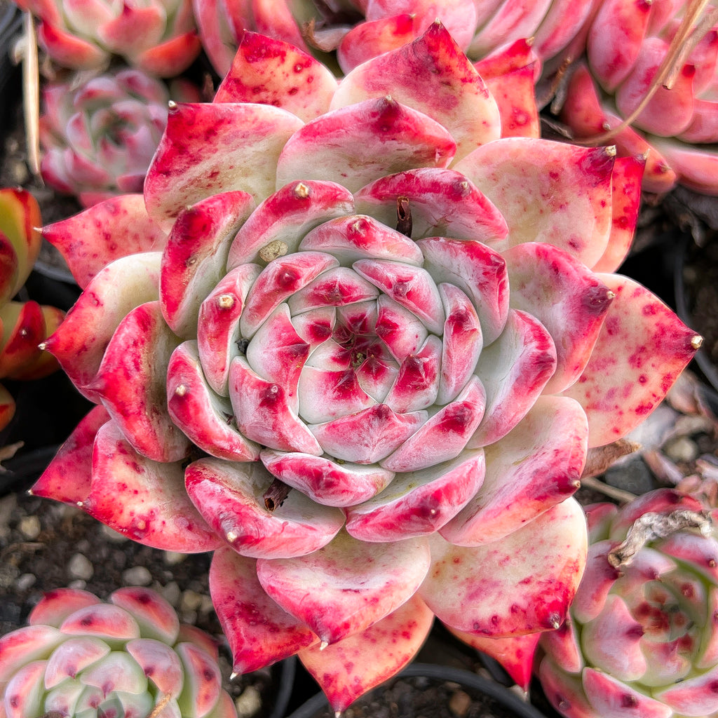 Echeveria colorata f. lindsayana