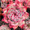 Echeveria colorata f. lindsayana