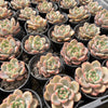 Echeveria 'Rose Champagne'