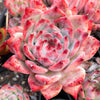 Echeveria colorata f. lindsayana