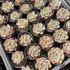 Echeveria 'Rose Champagne'