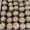 Echeveria 'Rose Champagne'