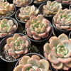 Echeveria 'Rose Champagne'