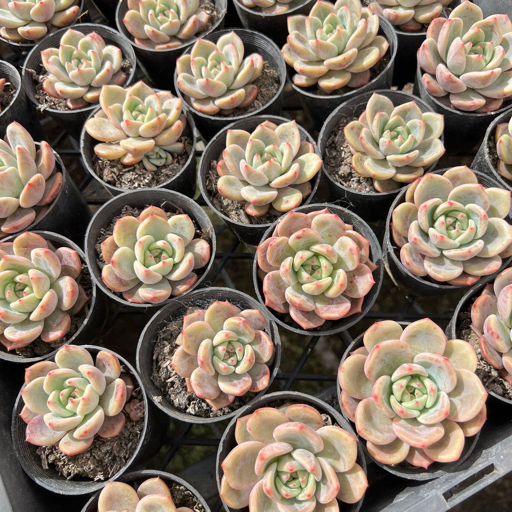 Echeveria 'Rose Champagne'