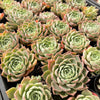 Echeveria 'Hyalina Rose'