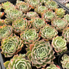 Echeveria 'Hyalina Rose'