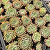 Echeveria 'Hyalina Rose'