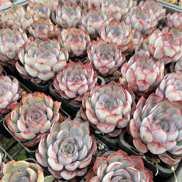 dark ice succulent Echeveria Dark Ice – LET LOVE GROW (Succulent & Cactus)