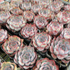 Echeveria Dark Ice