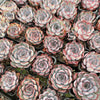 Echeveria Dark Ice