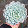 Echeveria 'Amanda'