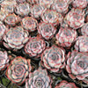 Echeveria Dark Ice