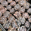 Echeveria ‘Swan Lake’