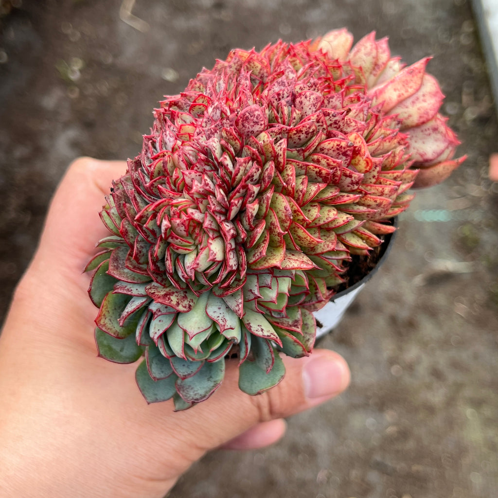 Echeveria Mozel Crest