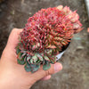 Echeveria Mozel Crest