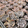 Echeveria ‘Swan Lake’