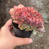 Echeveria Mozel Crest