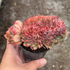 Echeveria Mozel Crest