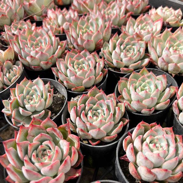 korean rose succulent Echeveria 'Rosita'