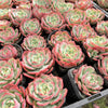 Echeveria 'Petrelia' | Korea Form