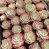 Echeveria 'Petrelia' | Korea Form