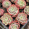 Echeveria 'Petrelia' | Korea Form